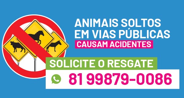 Animais Soltos em via pública Causam acidentes